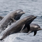 Common bottlenose dolphin in Baja California, Mexico.