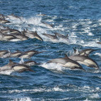 Common dolphin in Baja California, Mexico.