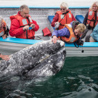 Grey whale in Baja California, Mexico.