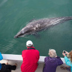 Grey whale in Baja California, Mexico.