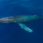 Humpback whale in Baja California, Mexico.