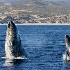 Humpback whale in Baja California, Mexico.