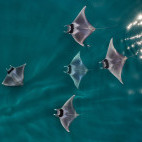 Spine-tail devil ray in Baja California, Mexico.