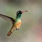 Xantus's hummingbird in Baja California, Mexico.