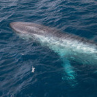 Blue whale in Sea of Cortez, Mexico.