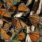 Monarch butterfly migration in Mexico