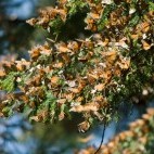 Monarch butterfly migration in Mexico