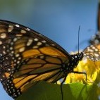 Monarch butterfly migration in Mexico
