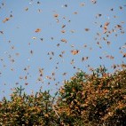 Monarch butterfly migration in Mexico