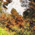 Monarch butterfly migration in Mexico