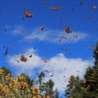 Monarch butterfly migration in Mexico