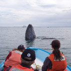 Grey whale in San Ignacio Lagoon, Mexico.