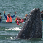 Grey whale in San Ignacio Lagoon, Mexico.