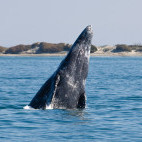 Grey whale in San Ignacio Lagoon, Mexico.