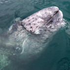 Grey whale in San Ignacio Lagoon, Mexico.