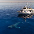 Humpback whale and Spirit of Adventure in San Ignacio Lagoon, Mexico.