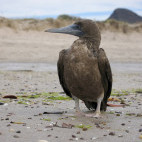 Brown booby in Sea of Cortez, Mexico.