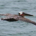 Brown pelican in the Sea of Cortez, Mexico.