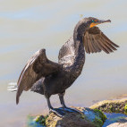 Double-crested cormorant in Sea of Cortez, Mexico