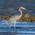 Reddish egret in Sea of Cortez, Mexico