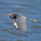 Tricoloured heron in Sea of Cortez, Mexico.