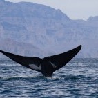 Blue whale in the Sea of Cortez, Mexico
