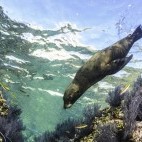Californian sea lion in the Sea of Cortez, Mexico