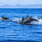 Dolphins in the Sea of Cortez, Mexico