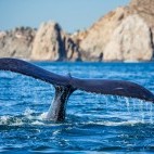 Humpback whale in the Sea of Cortez, Mexico