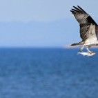 Osprey in the Sea of Cortez, Mexico