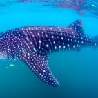 Whale shark in the Sea of Cortez, Mexico