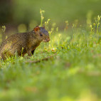 Aguti in the Pantanal, Brazil.