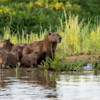 Capybara in the Pantanal, Brazil.