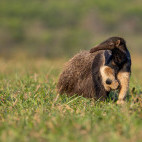 Giant anteater in the Pantanal, Brazil.