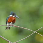 Green kingfisher in the Pantanal, Brazil.