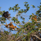 Howler monkey in the Pantanal, Brazil.