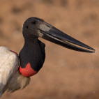 Jabiru stork in the Pantanal, Brazil.