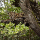 Jaguar in the Pantanal, Brazil.
