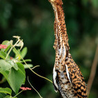 Rufescent tiger heron in the Pantanal, Brazil.