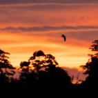 Nightjar in the Pantanal, Brazil.