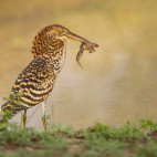 Rufescent tiger heron in the Pantanal, Brazil.