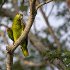 Turquoise-fronted parrot in the Pantanal, Brazil.