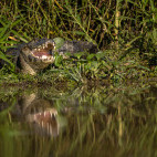 Yacare caiman in the Pantanal, Brazil.