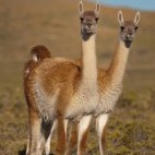 Guanaco in Patagonia