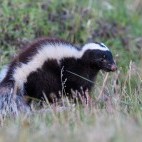 Patagonian or humboldt's hog-nosed skunk in Torres del Paine National Park, Chile.