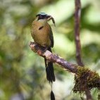 Highland motmot in Peru.