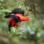 Andean cock of the rock in Peru.