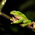 Giant waxy monkey frog in Peru.
