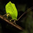Katydid in Peru.