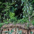 Mealy parrots in Peru.